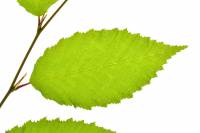 Charme - feuille sur rameau (Carpinus betulus)